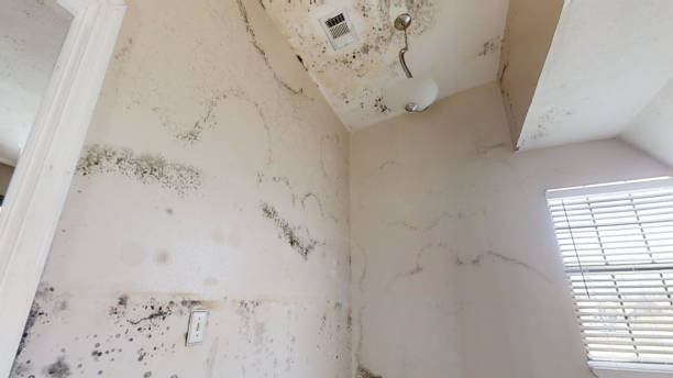 Professional Mold Inspection, Removal & Remediation in Fort Washington, PA