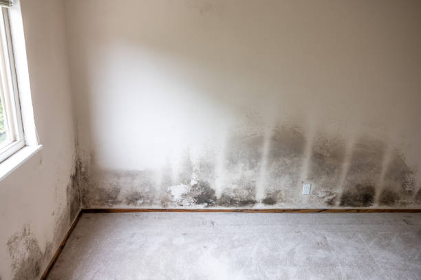 Best Forensic Mold Investigation  in Fort Washington, PA